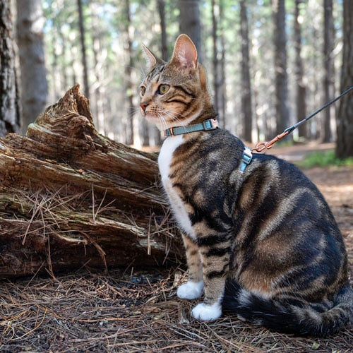 Rogz Urbancat Safety Lead & Harness