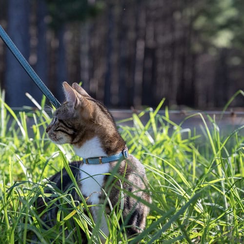 Rogz Urbancat Safety Collar
