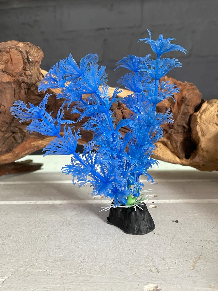 Colorful Aquarium Plants - Small