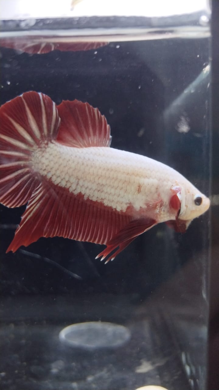 Betta-Red Dragon #1