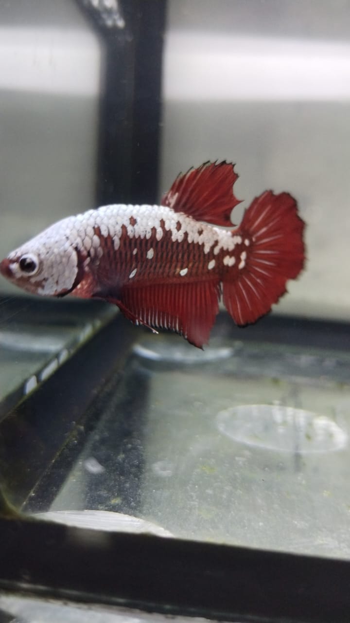 Betta-Red Samurai