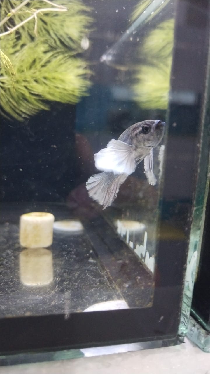 Betta-Dumbo
