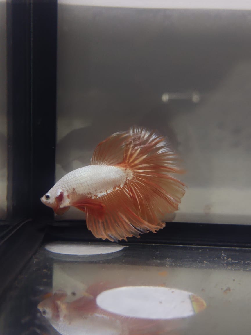 Betta-Dragon Halfmoon