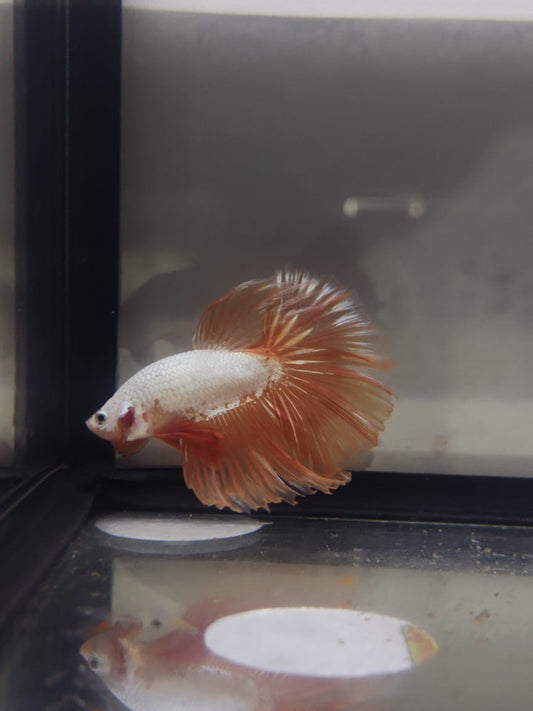 Betta-Dragon Halfmoon