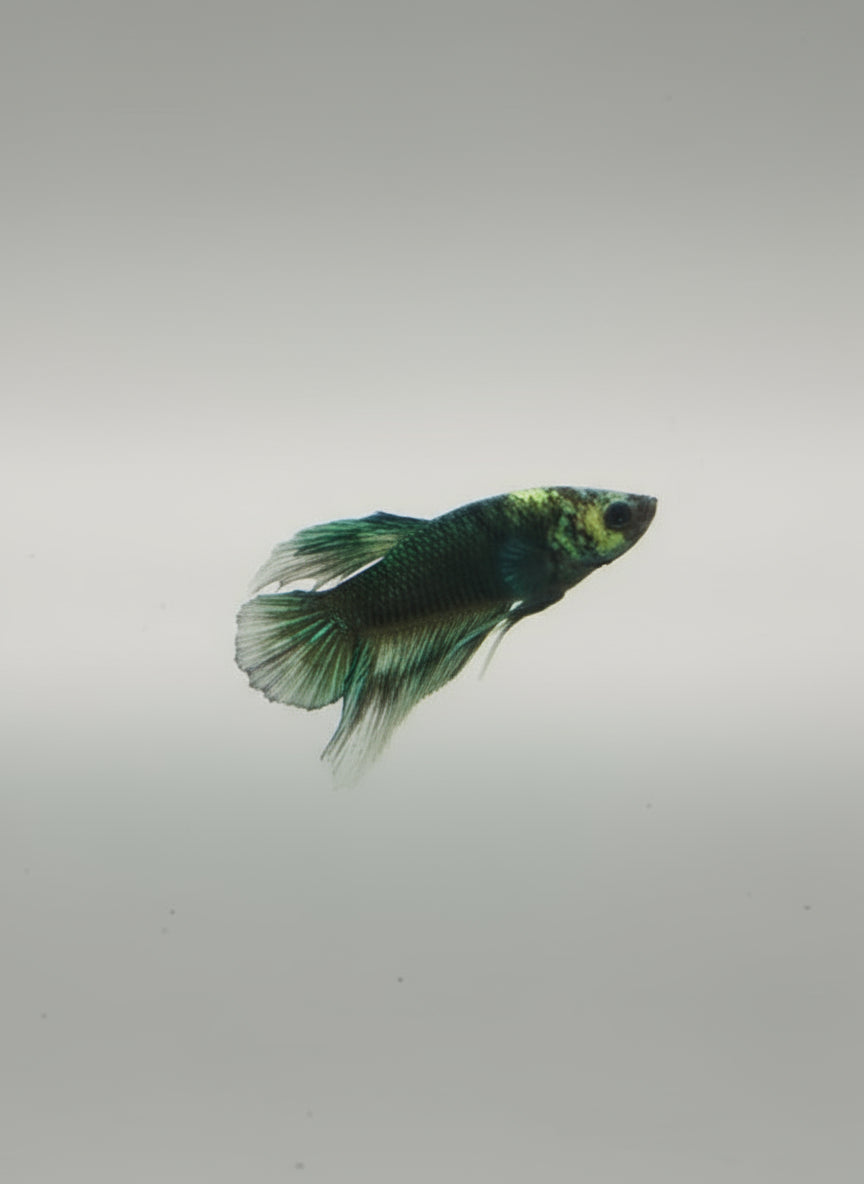 Betta-GMO Halfmoon 1