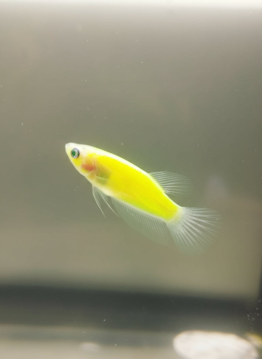 Betta-GMO Female 4