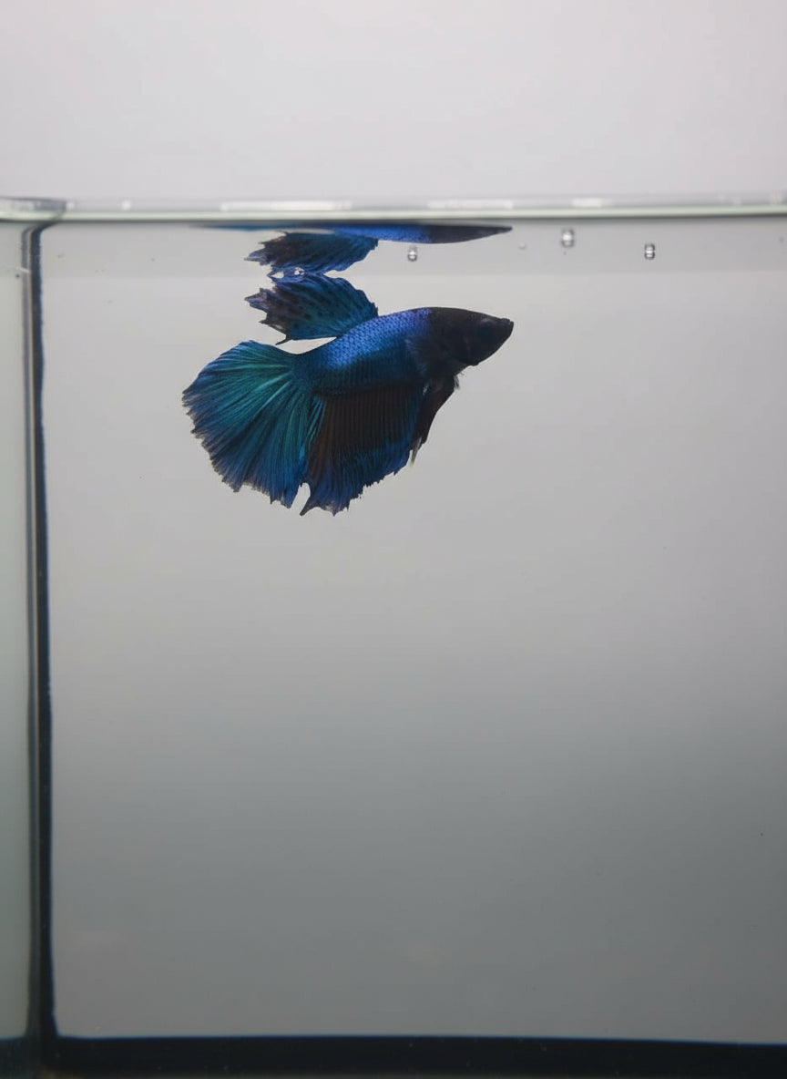 Betta-Halfmoon 5