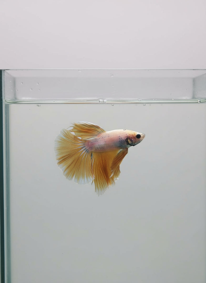 Betta-Halfmoon 6
