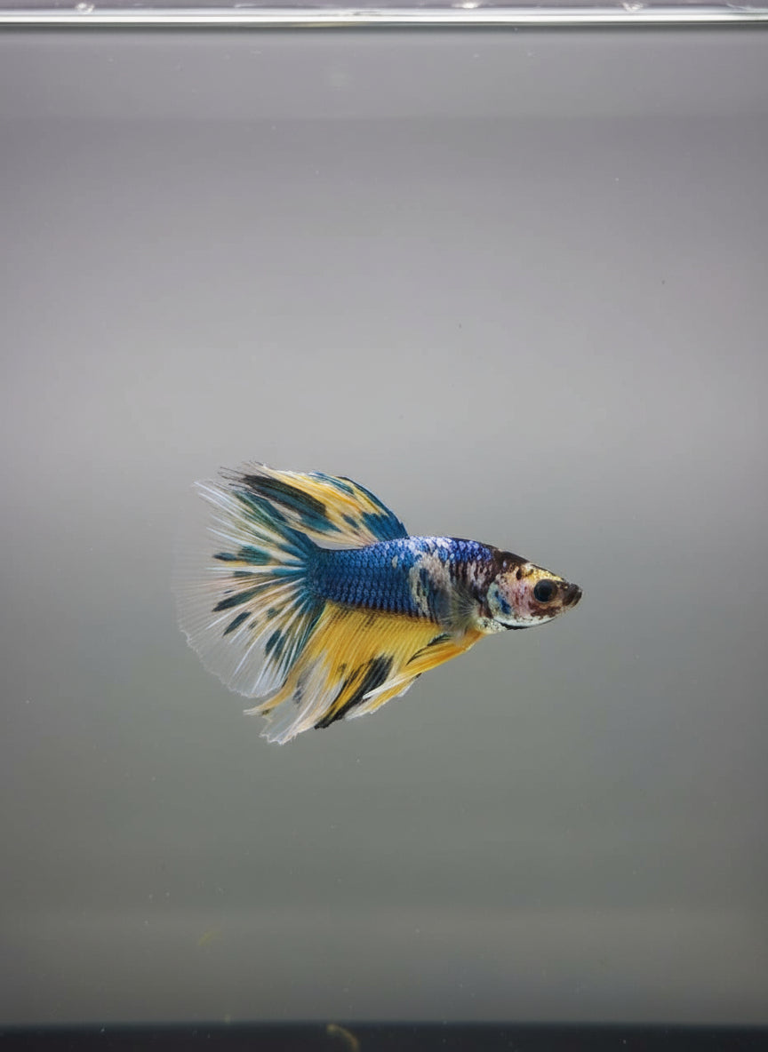 Betta-Halfmoon 4
