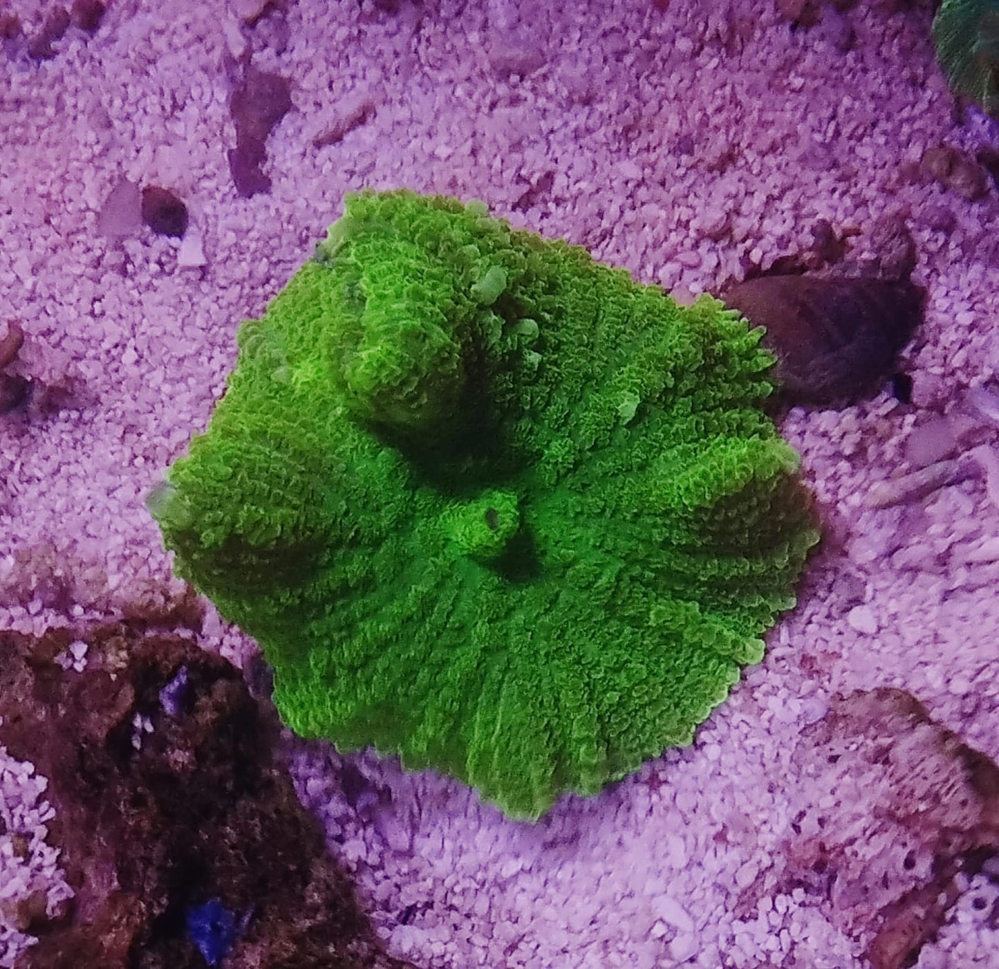 Green Rhodactis Mushroom (per leaf)