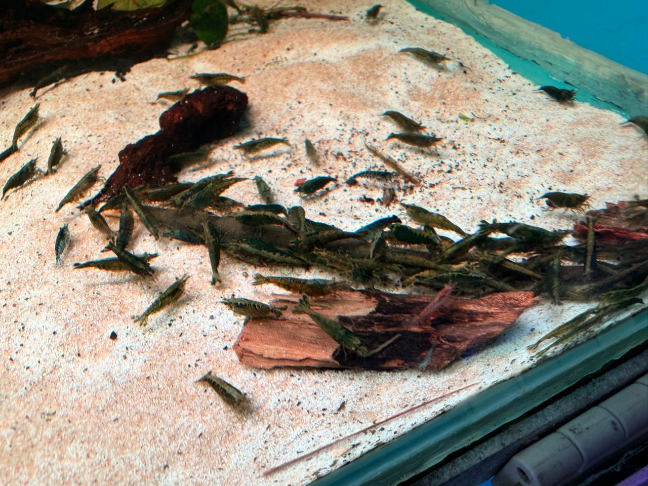 Shrimp-Green Jade(Gold back)