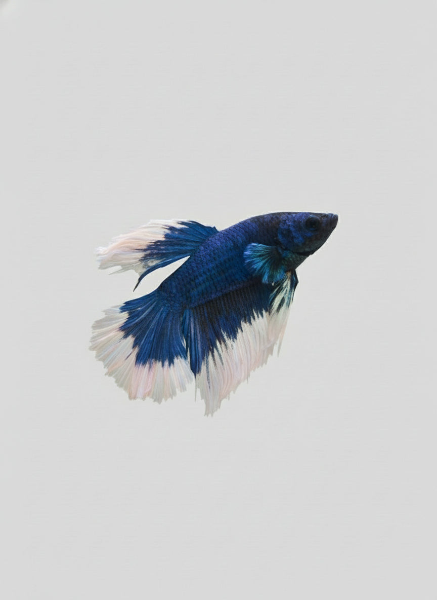 Betta-Blue Rim Halfmoon 2