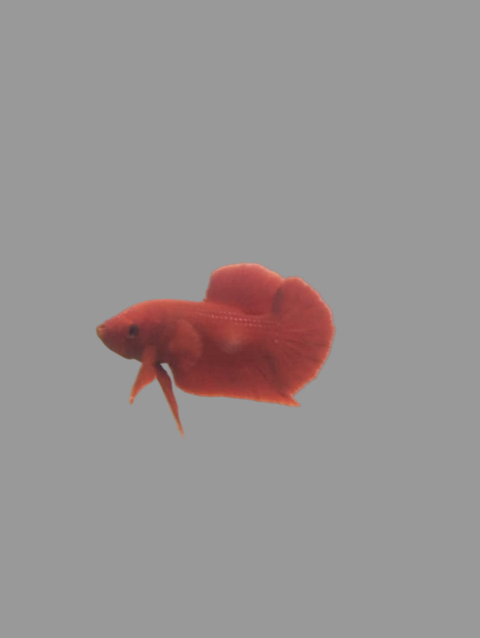 Betta- A Grade Red Plakat