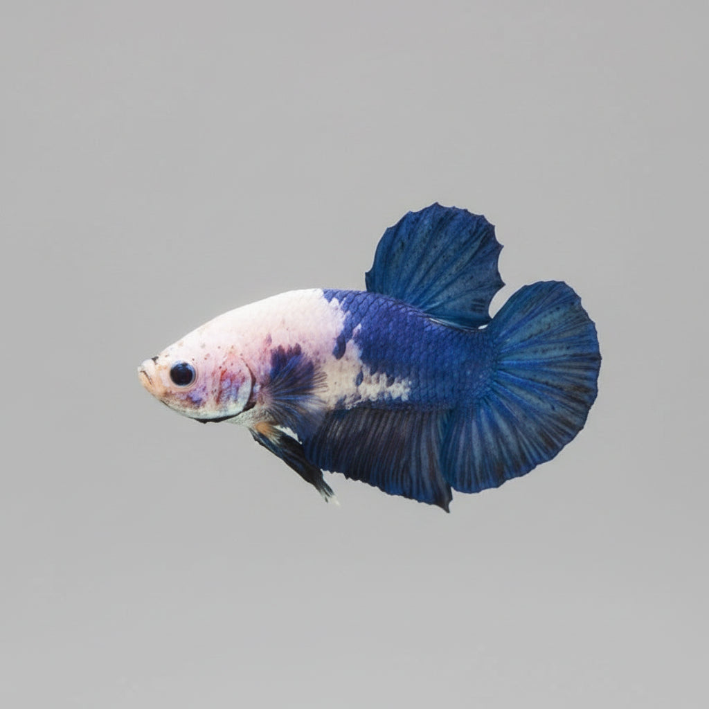 Betta- Blue Panda Plakat 2