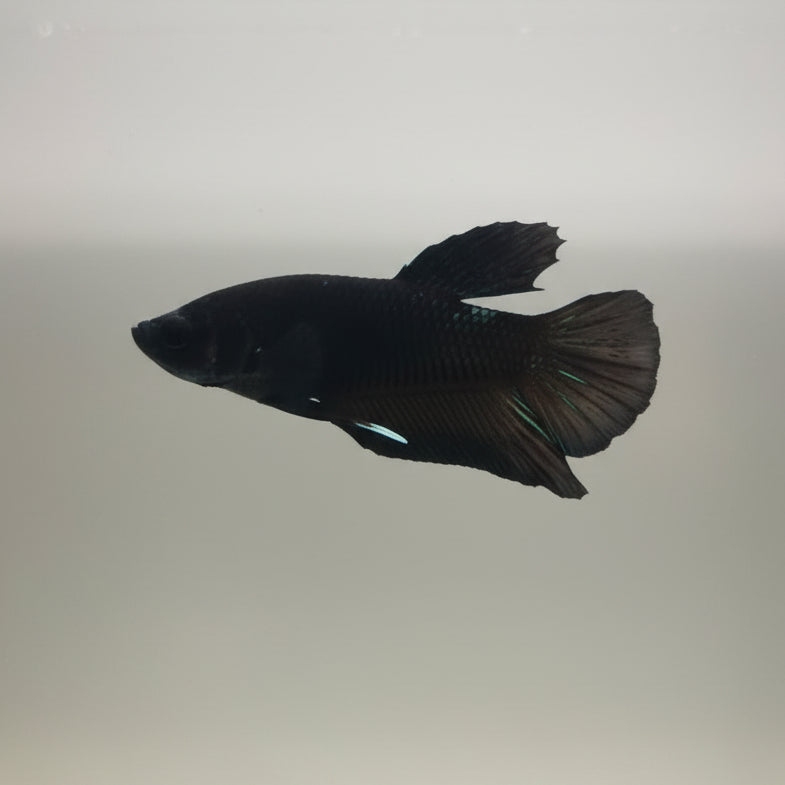 Betta- Avatar Black 1