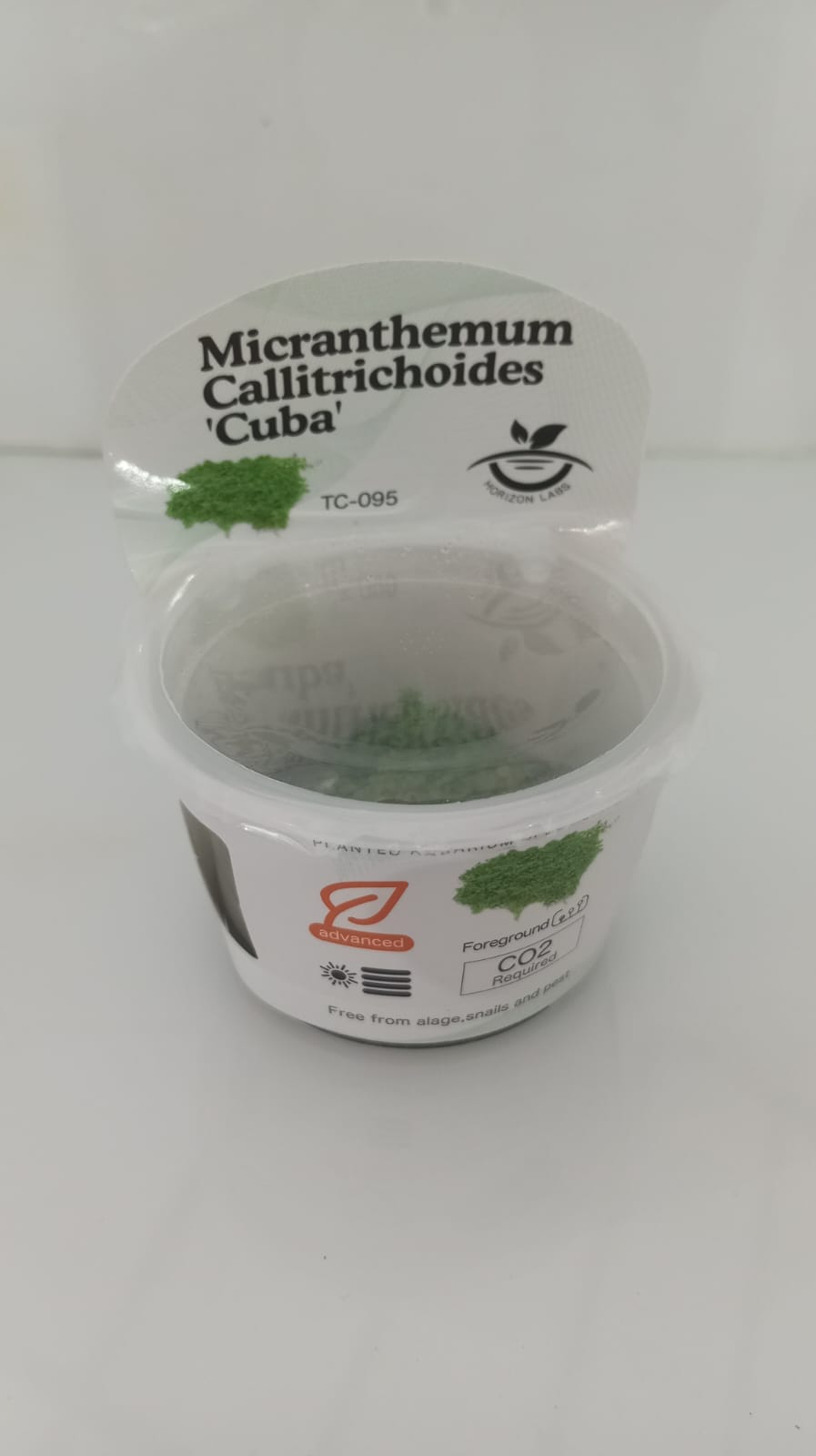 Horizon Labs Micranthemum calitrichoides Cuba 'In Vitro'