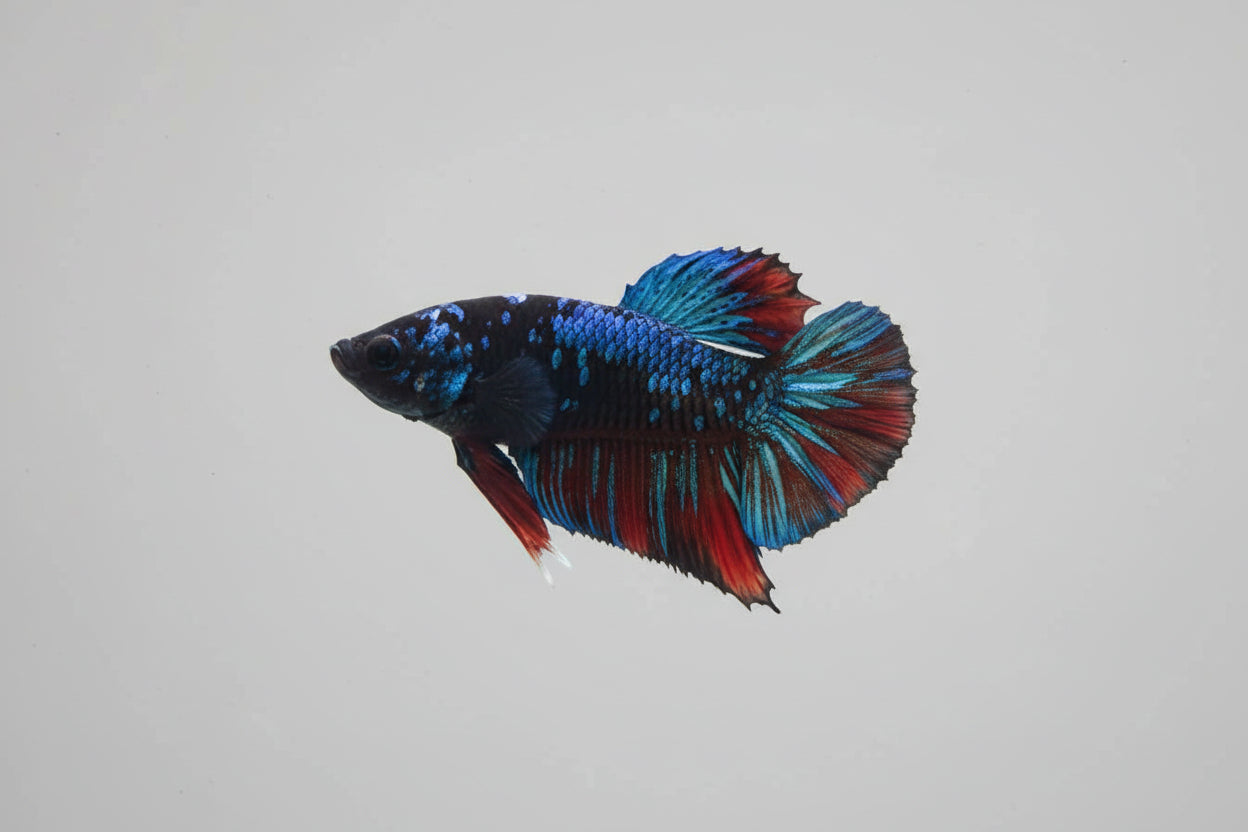 Betta-Nebula Plakat