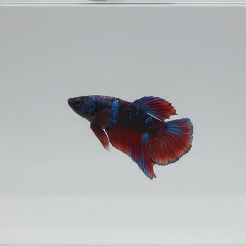 Betta-Avatar 1