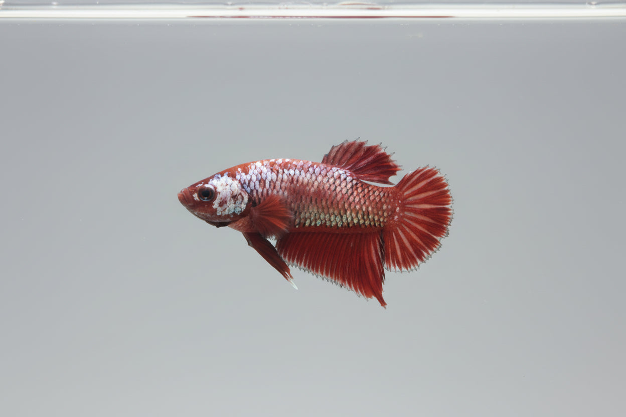 Betta-Plakat 7