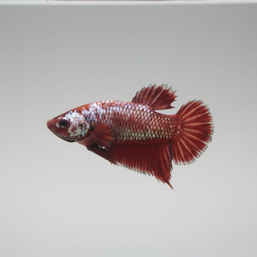 Betta-Plakat 2