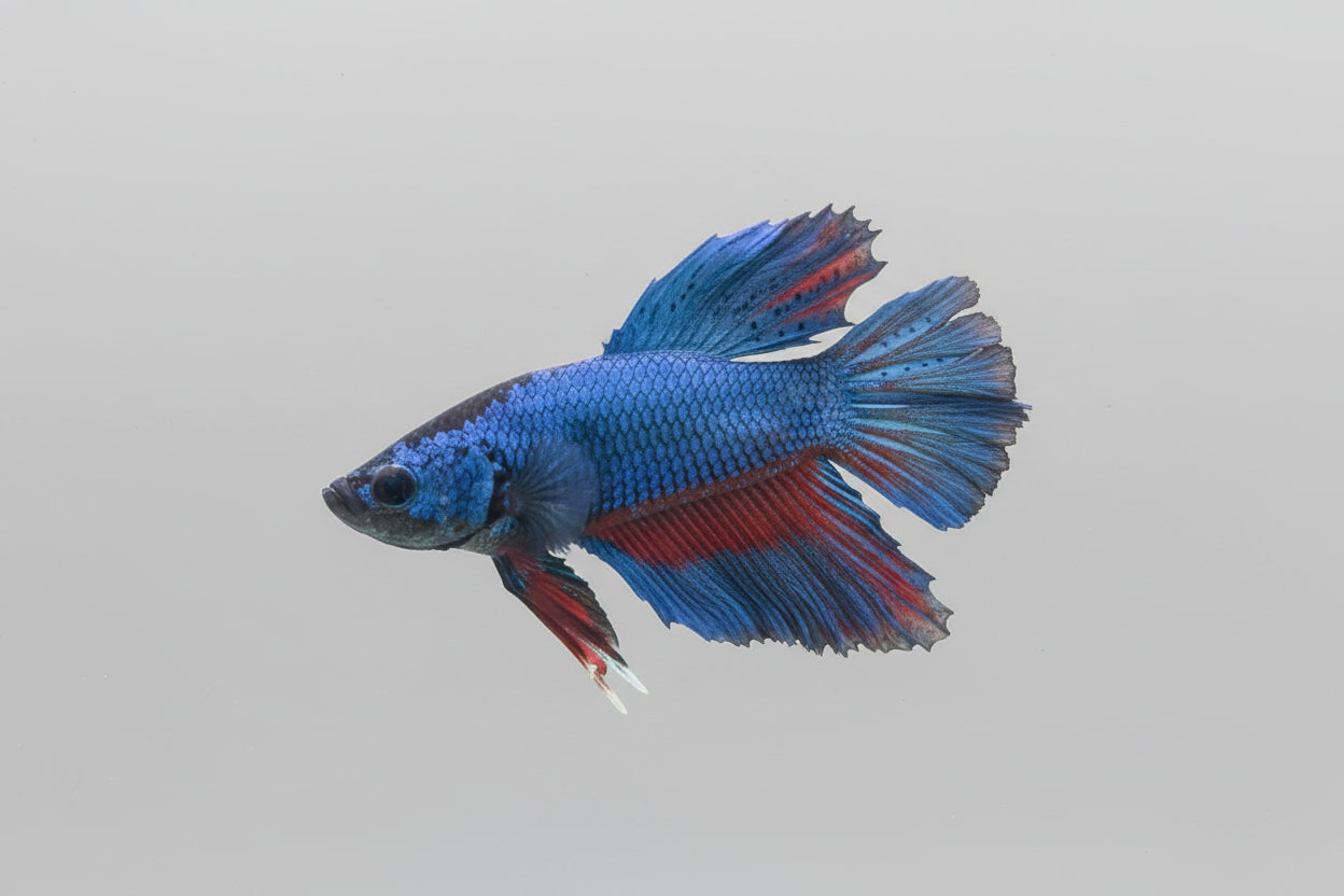 Betta-Halfmoon 1