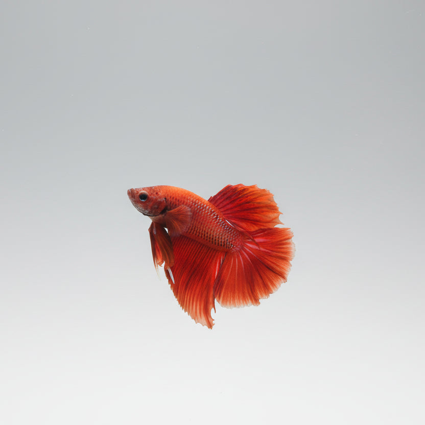 Betta-Halfmoon 2