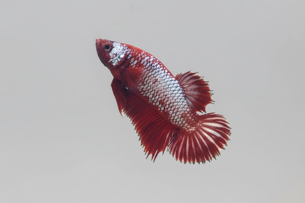 Betta-Plakat Giant 1