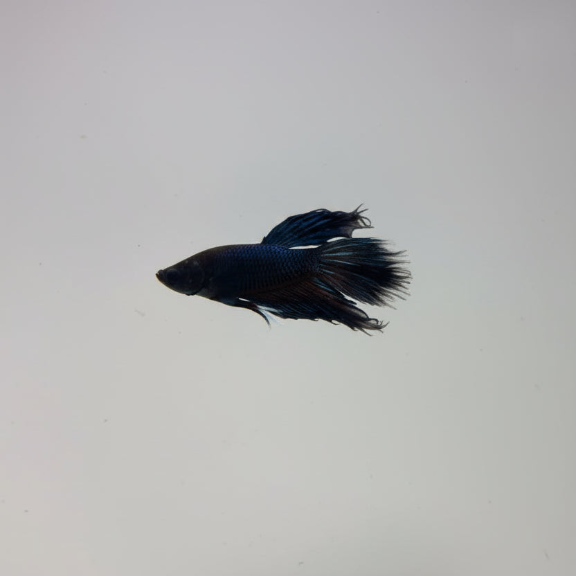 Betta-Crowntail Blue 2