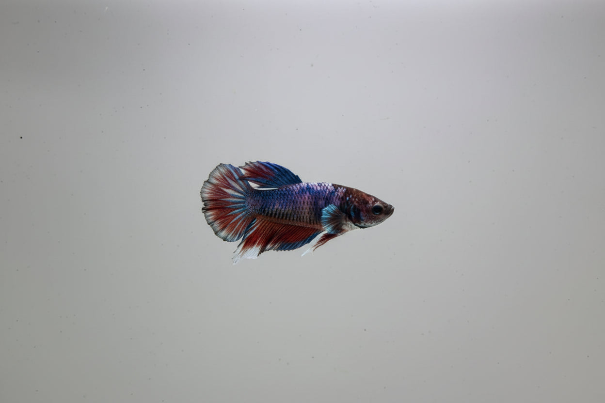 Betta-Plakat 1