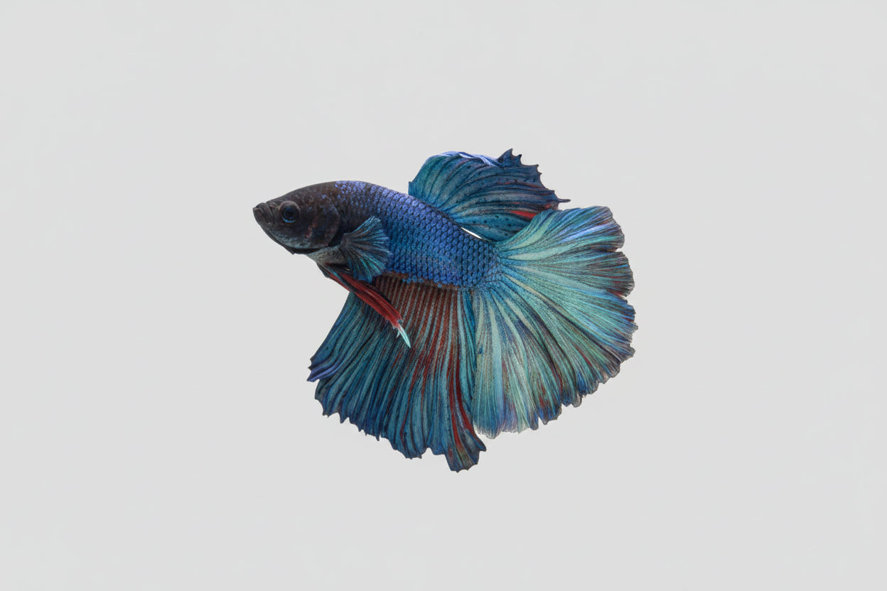 Betta-Halfmoon Blue