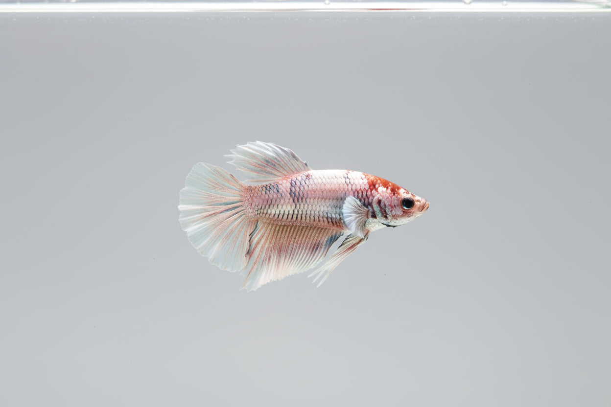 Betta-Metalic Plakat