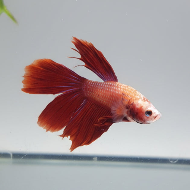Betta-Red Male Halfmoon 2