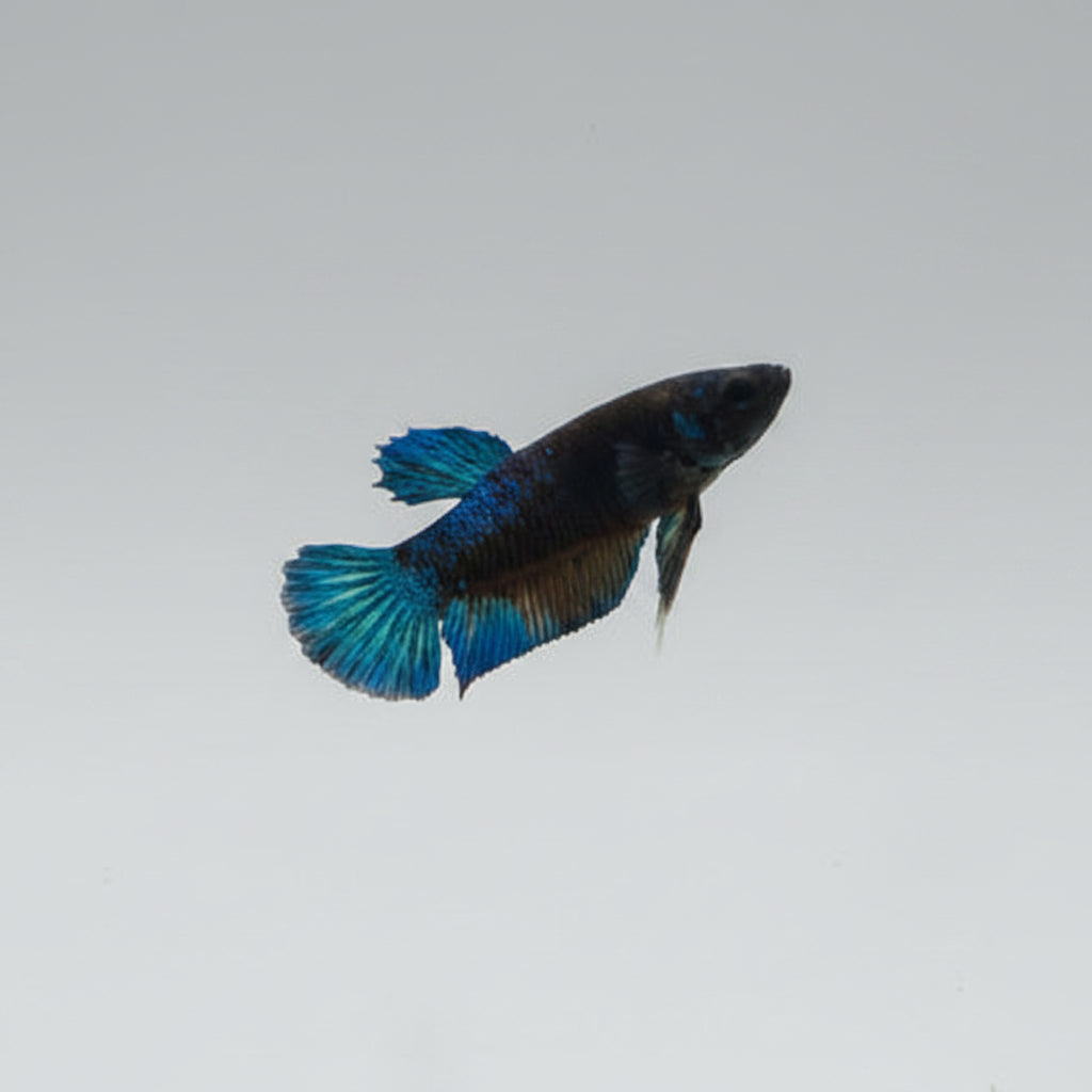 Betta-Blue Male Plakat