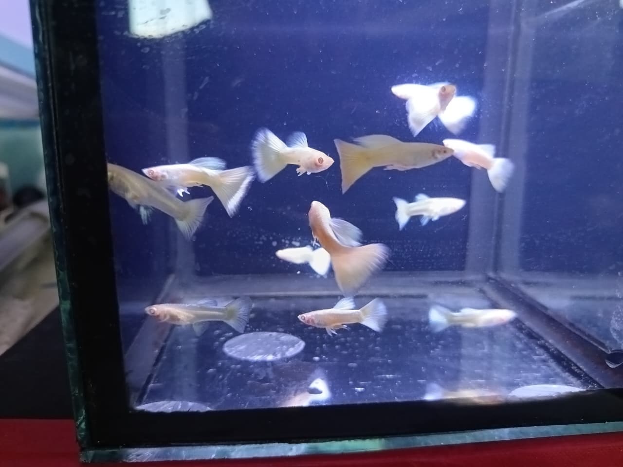 Guppy-Platinum BDS Pair