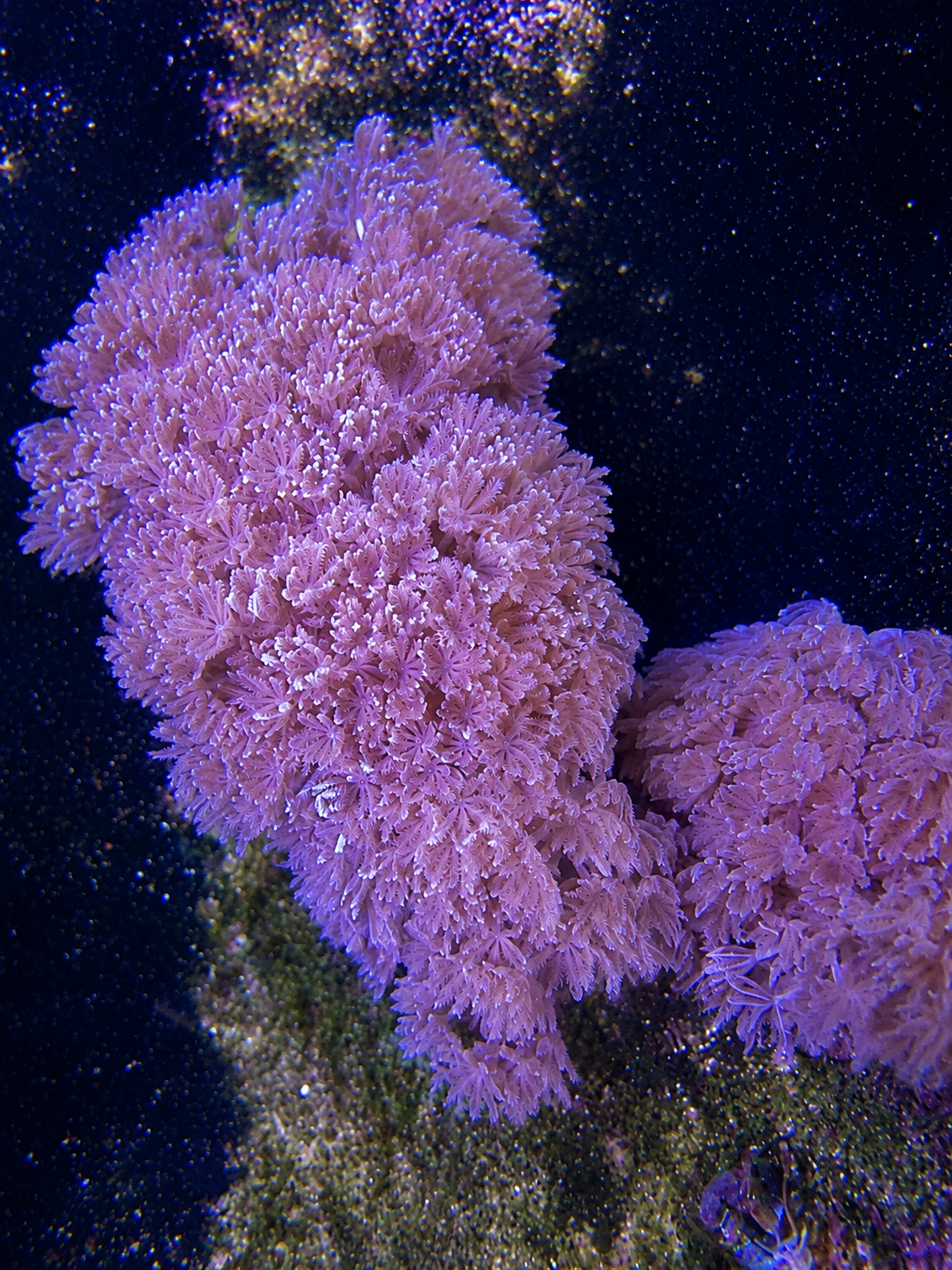 Pulsing Xenia