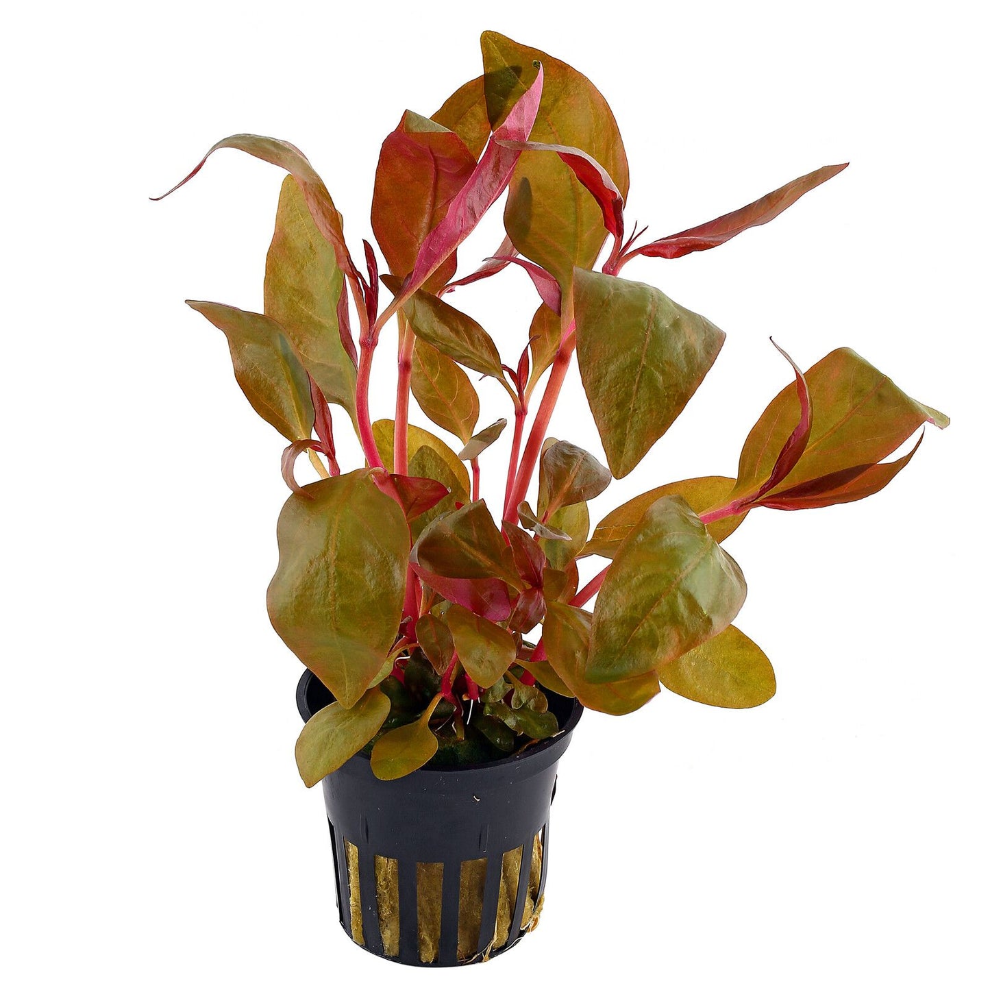 Alternanthera - Local
