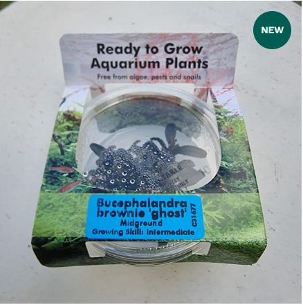 RTG Bucephalandra brownie ‘Ghost’