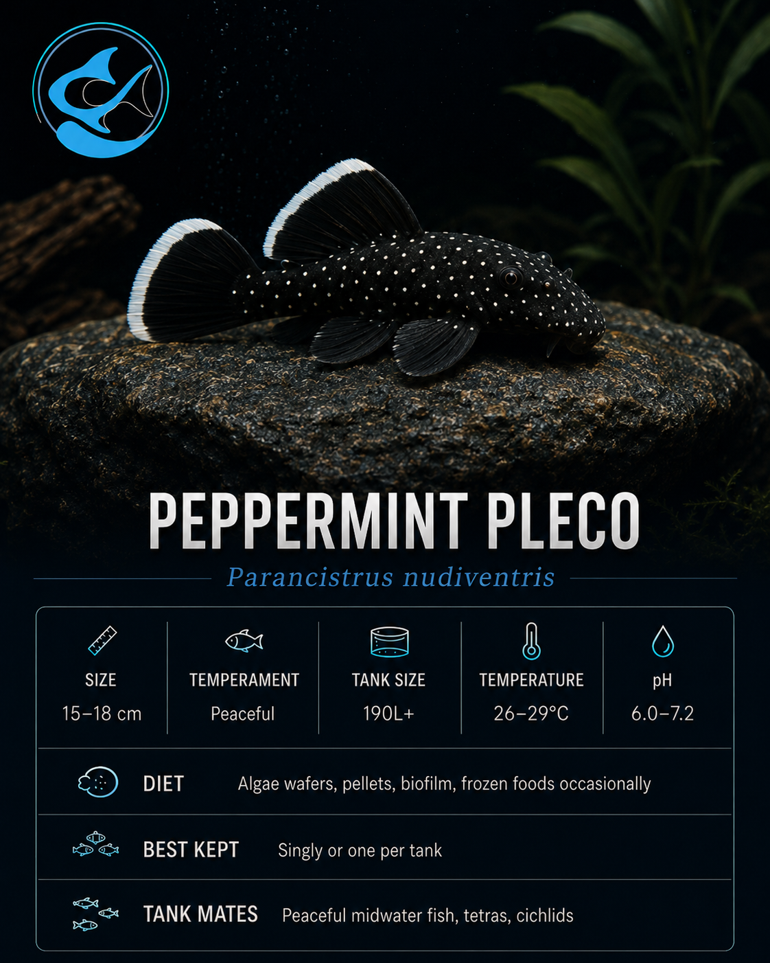 Peppermint Pleco L181 (30mm)