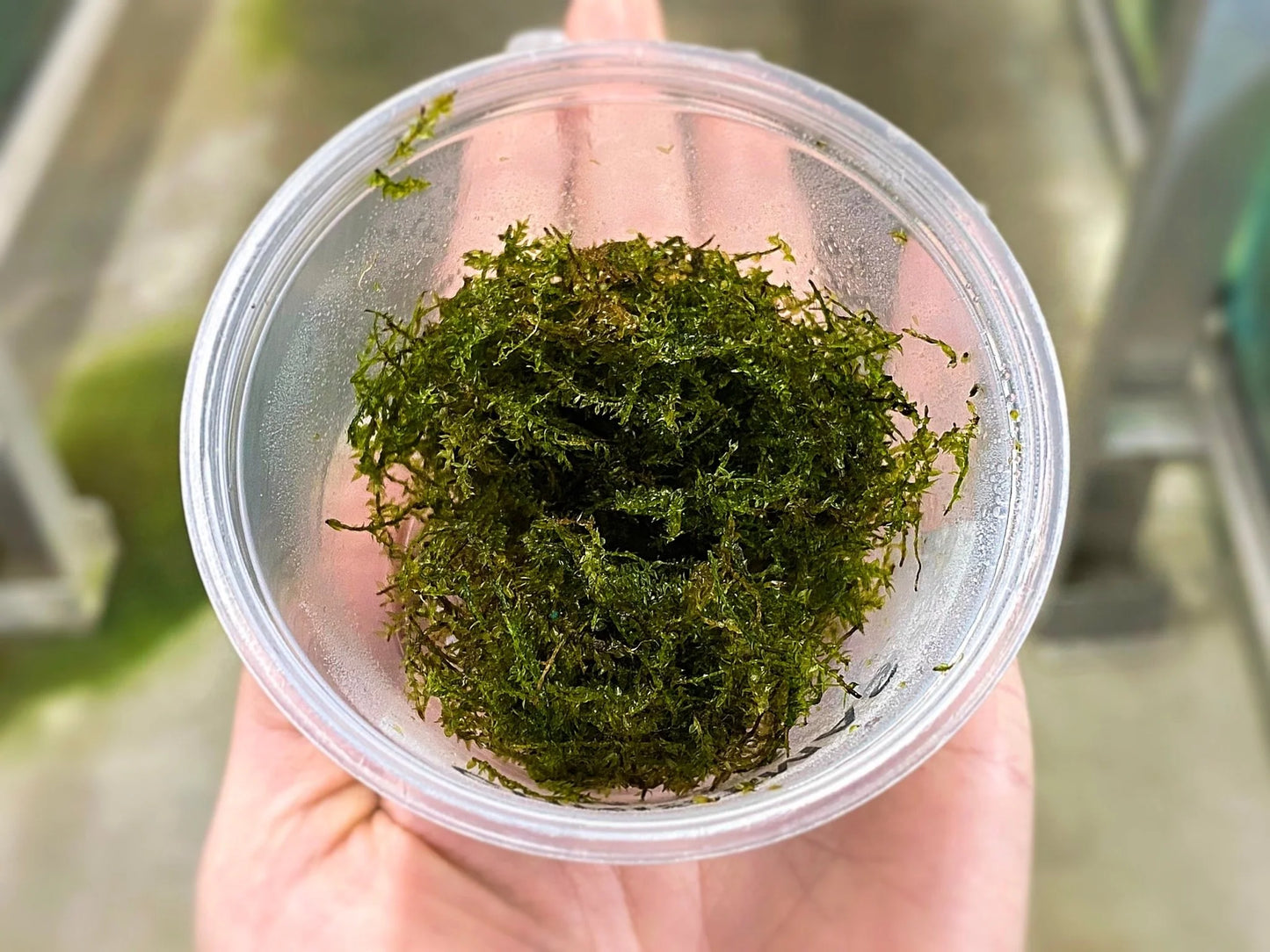 Christmas Moss Tub