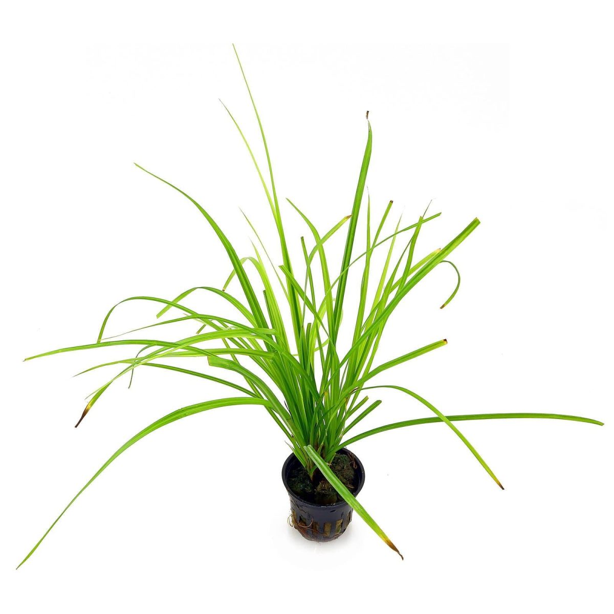 Stoffels Cyperus Helferi