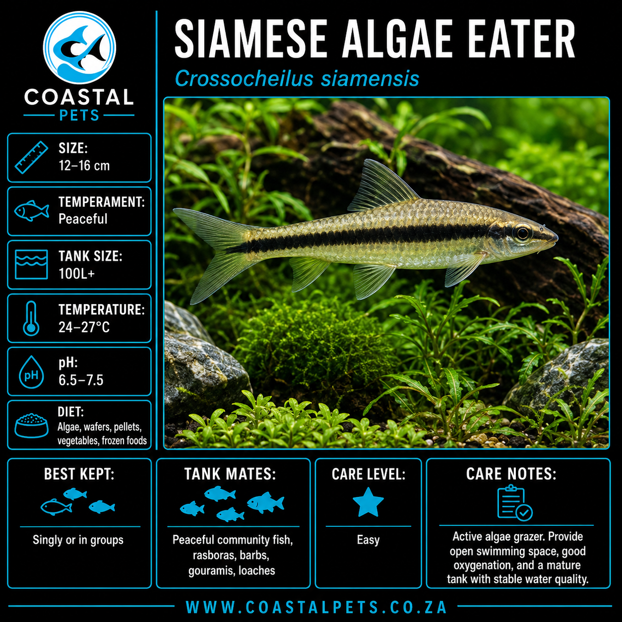 Siamese Algae Eater(60-80mm)