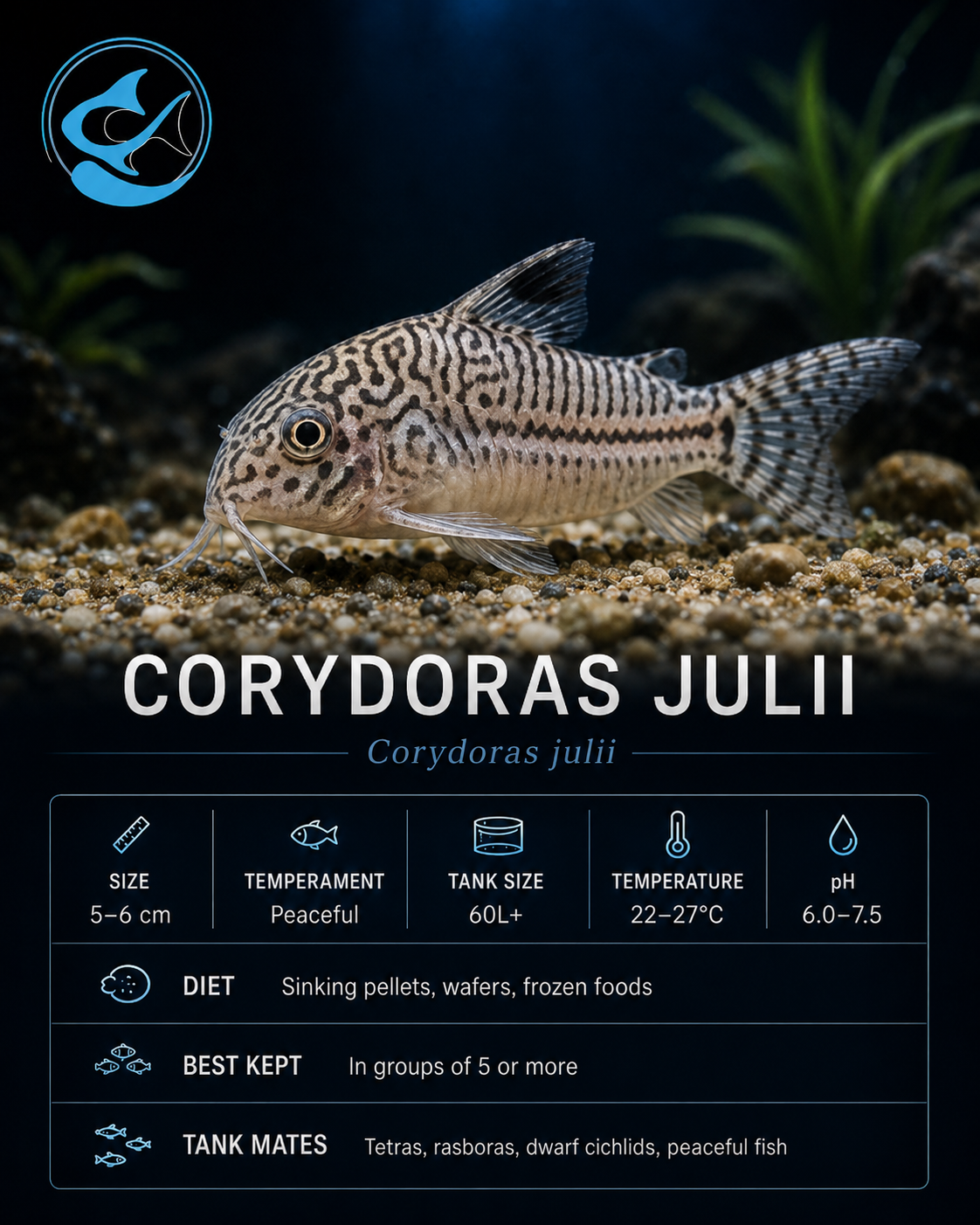 Corydoras-Julii