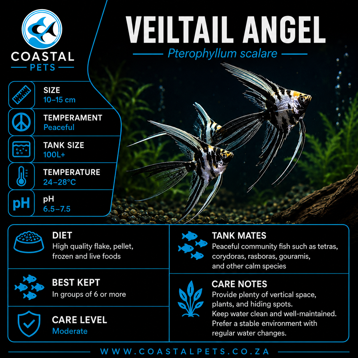 Angel-Veiltail (60-80mm)