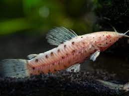 Catfish-Albino Hoplo