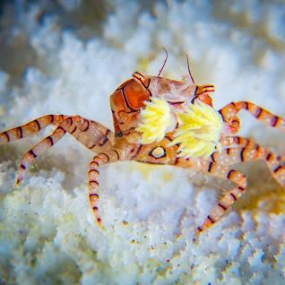 Pom Pom Crab