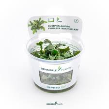 Dennerle Plants Bucephalandra pymaea ‘Bukit Kelam’ In-Vitro
