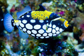 Trigger-Clown ( 8 to 10 cm )