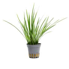 Acorus Gramineus 'Pusillus'