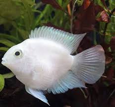 Cichlid-Platinum Polar Parrot