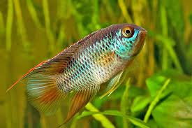 Golden Eye Dwarf Cichlid-30mm (Nannacara Anomala)